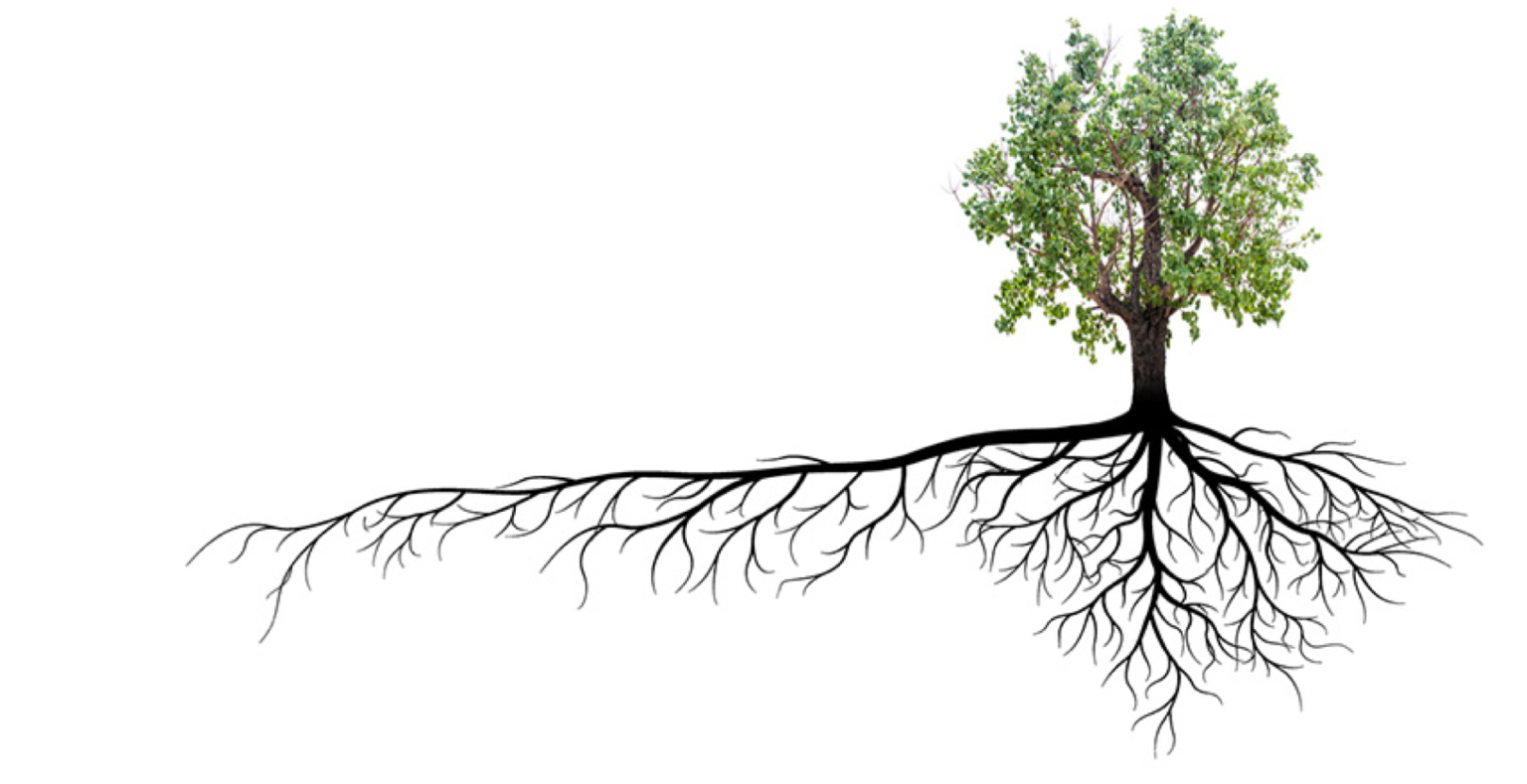 tree roots Faith Bible Church